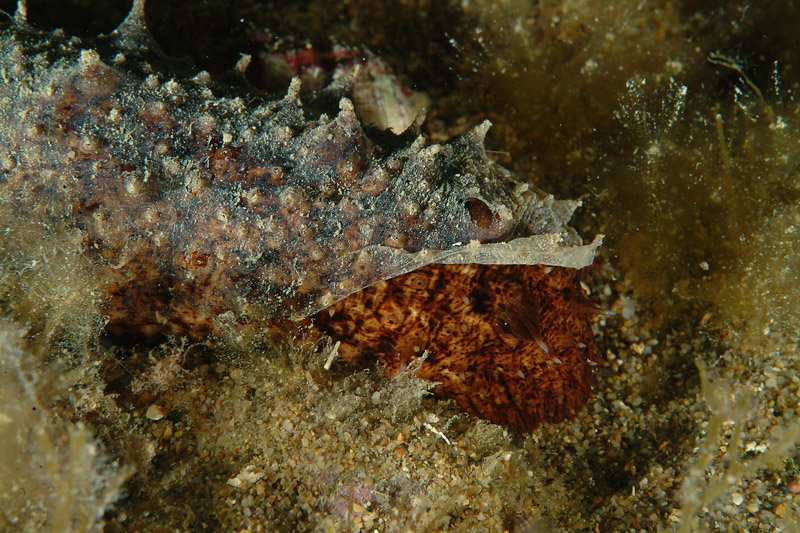 Holothuria forskali